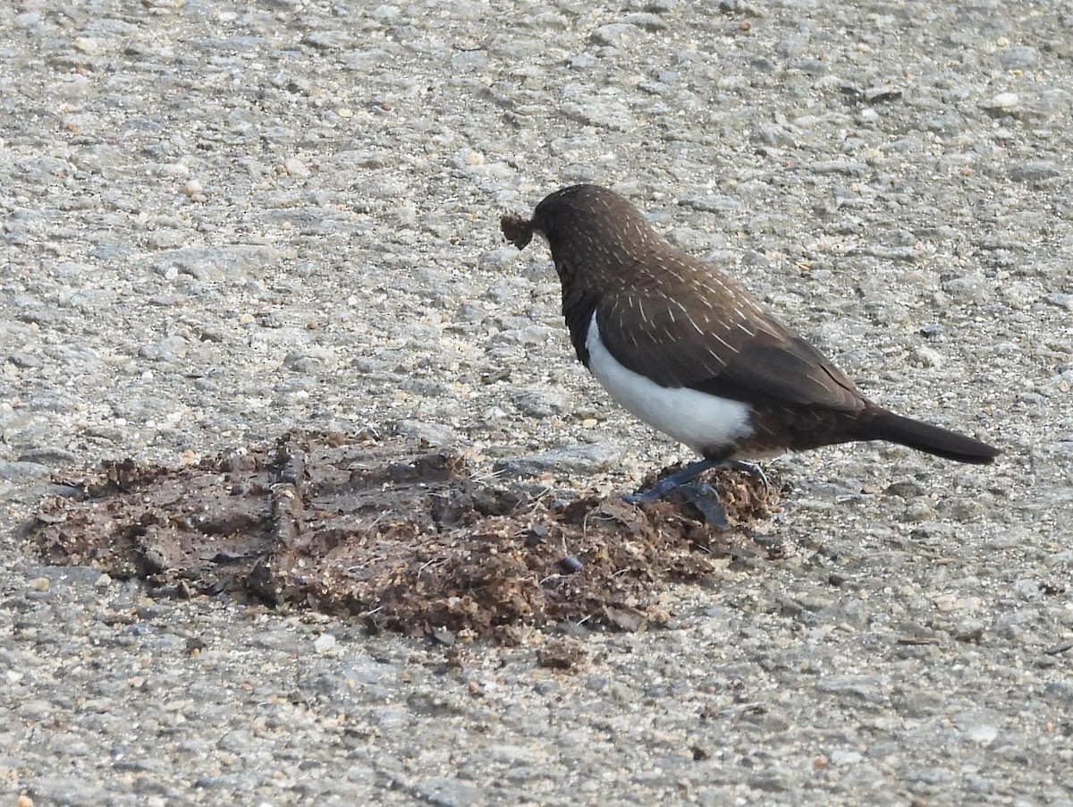 White-rumped Munia - ML644395451