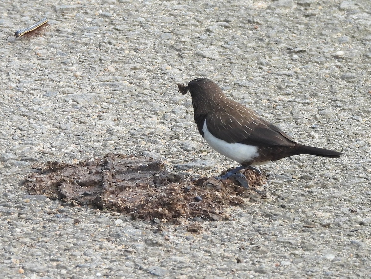 White-rumped Munia - ML644395452