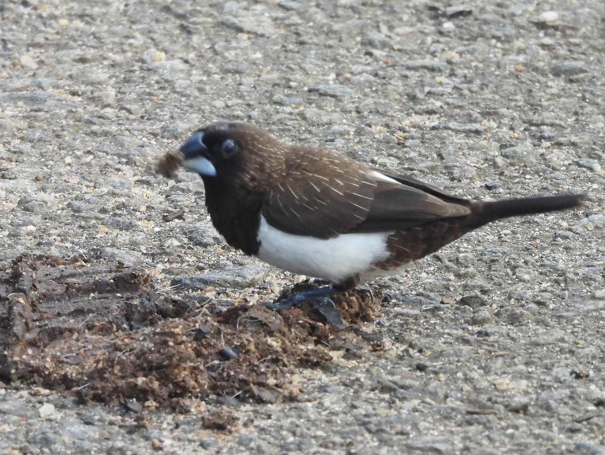 White-rumped Munia - ML644395453
