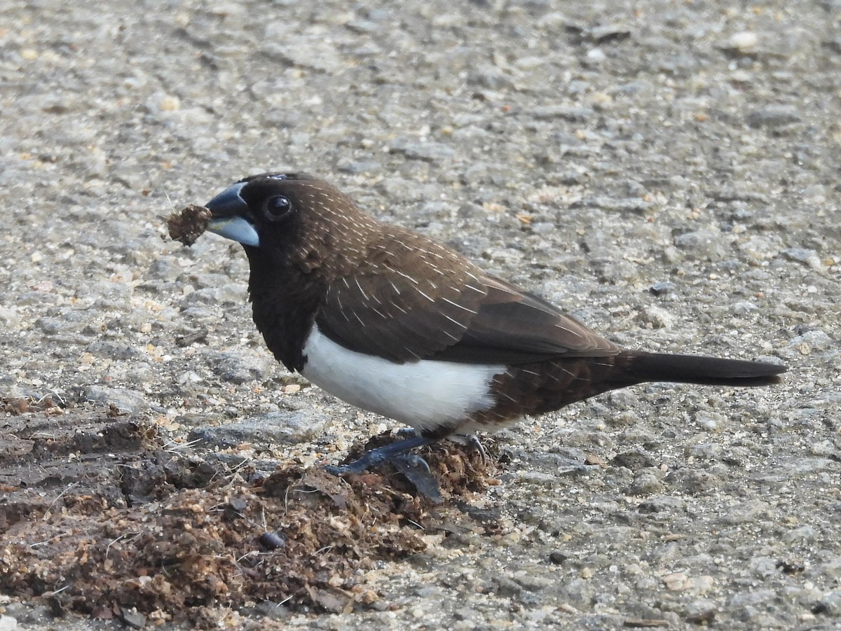 White-rumped Munia - ML644395454