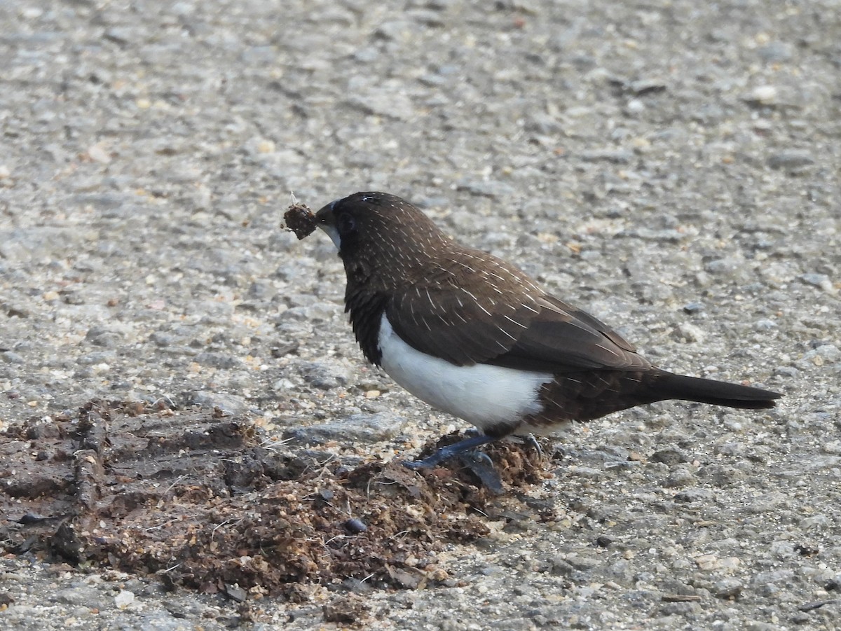 White-rumped Munia - ML644395455