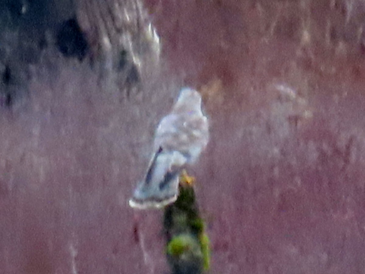 Northern Harrier - ML644395456