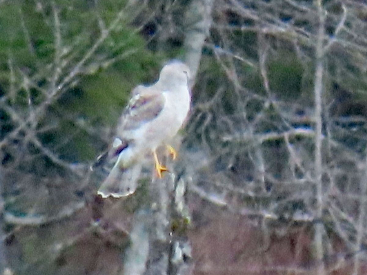 Northern Harrier - ML644395457