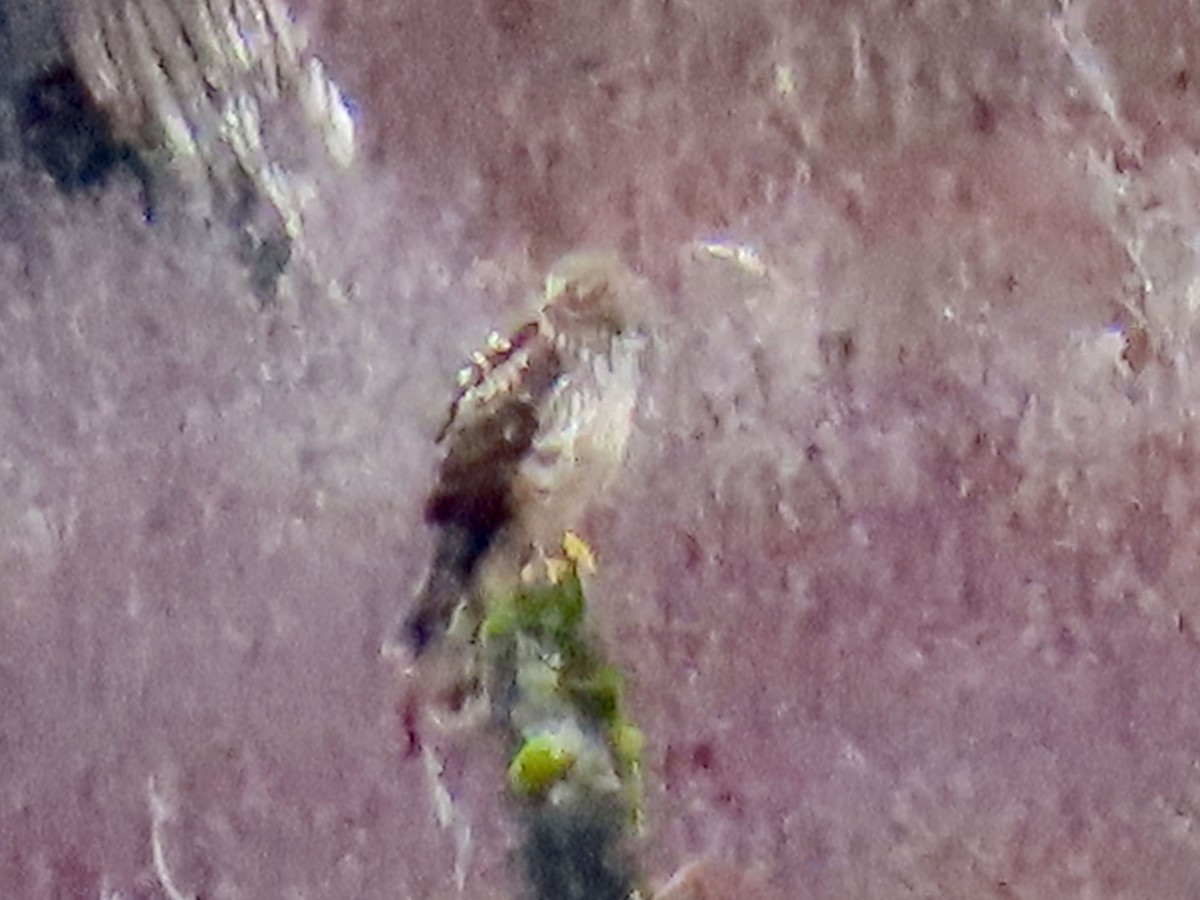 Northern Harrier - ML644395458