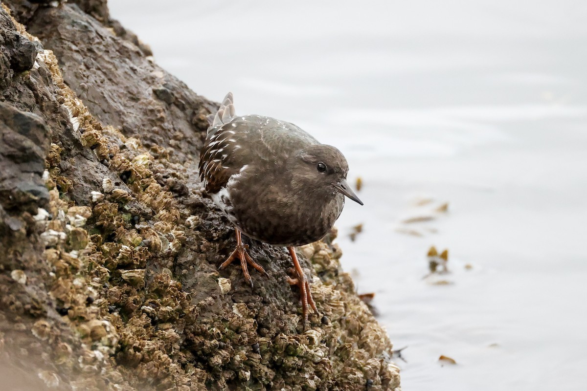 kamenáček černohlavý - ML644395461