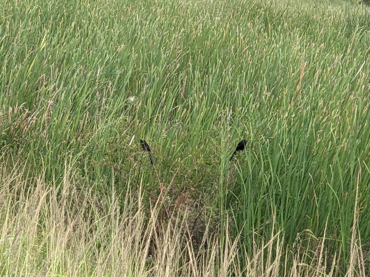 Smooth-billed Ani - ML644395464