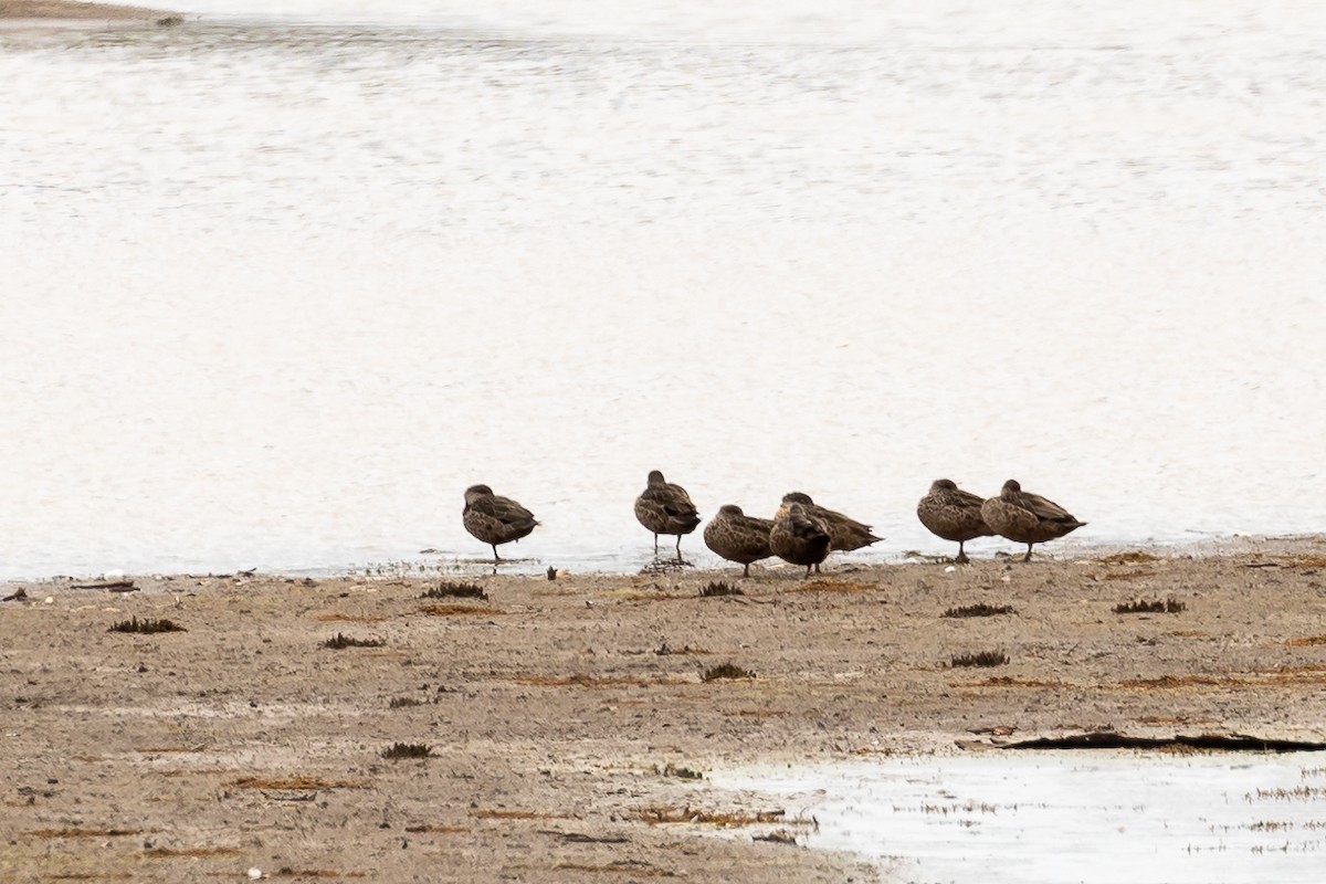 Chestnut Teal - ML644395473