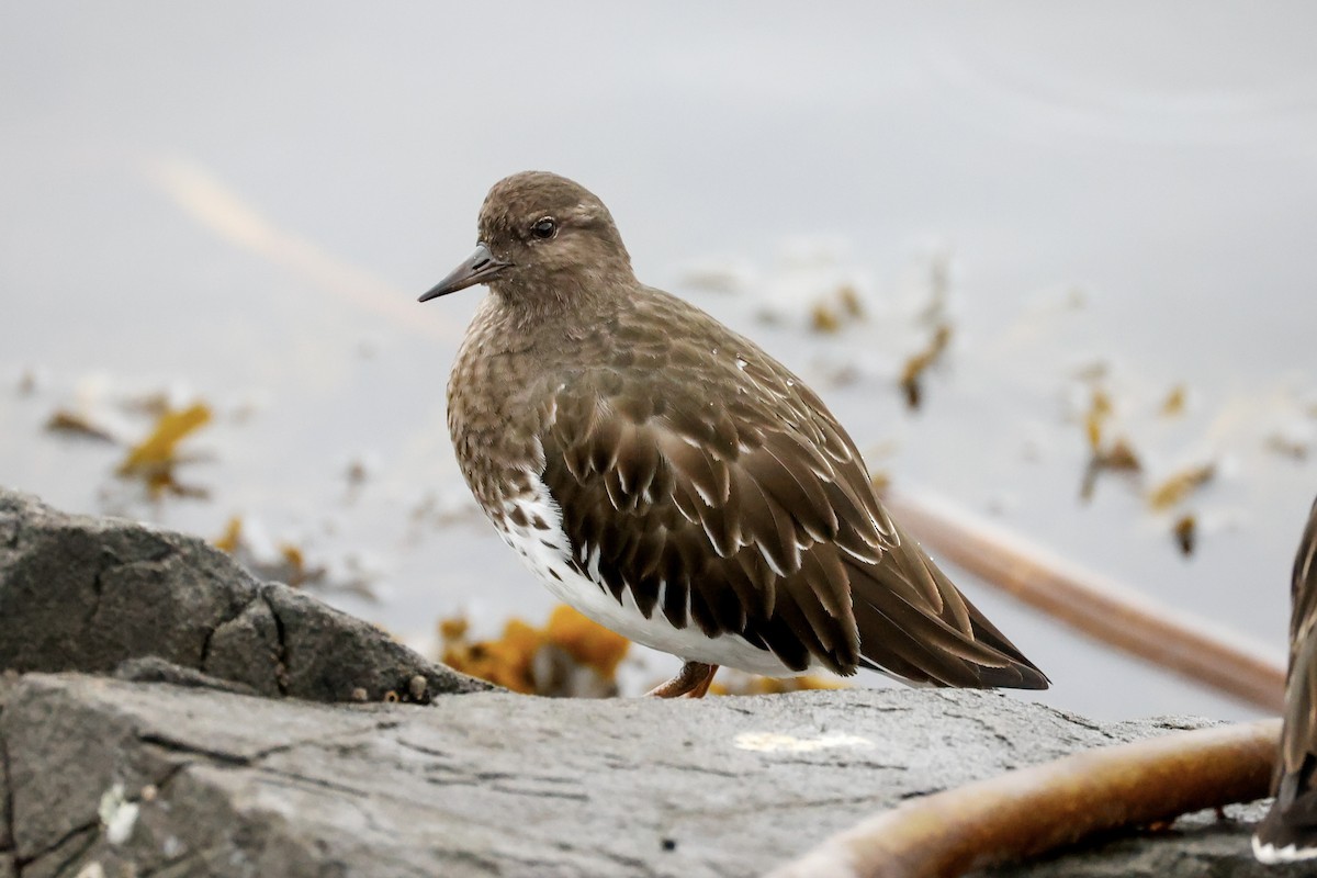 kamenáček černohlavý - ML644395476