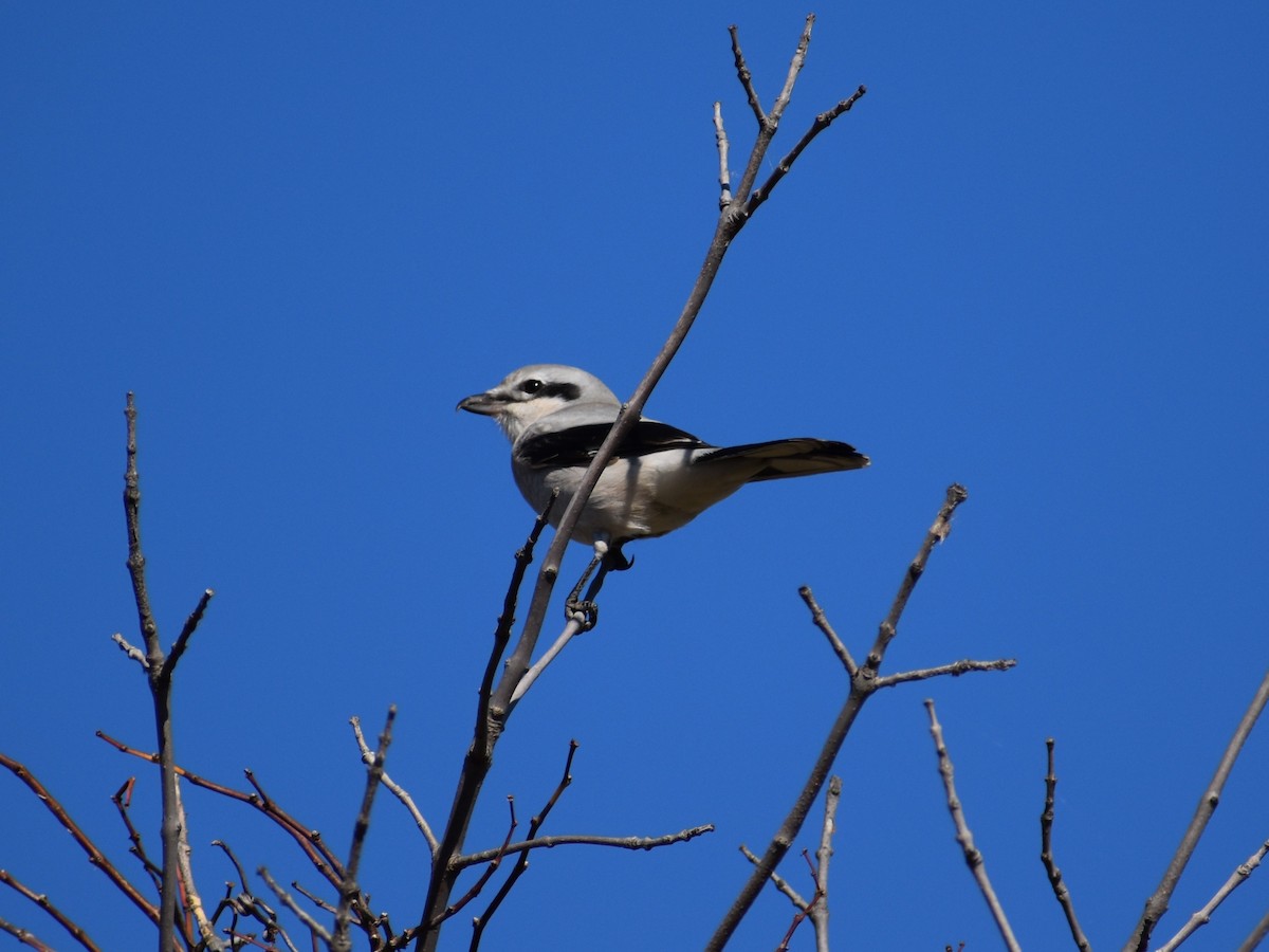 Northern Shrike - ML644395494