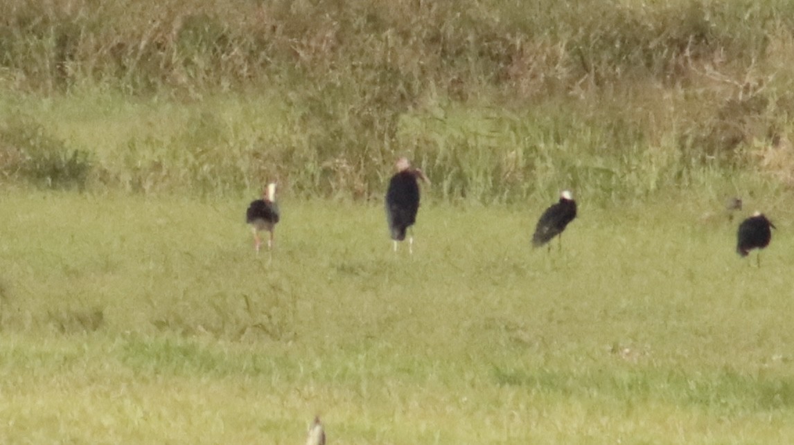 Marabou Stork - ML644395495