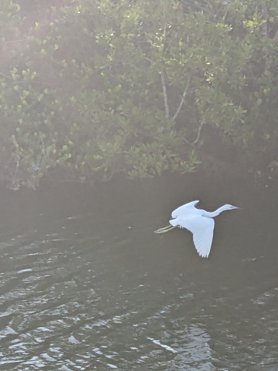 Little Blue Heron - ML644395513