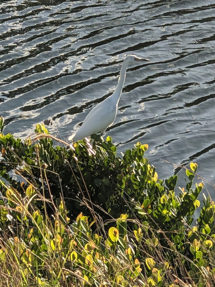 Little Blue Heron - ML644395514
