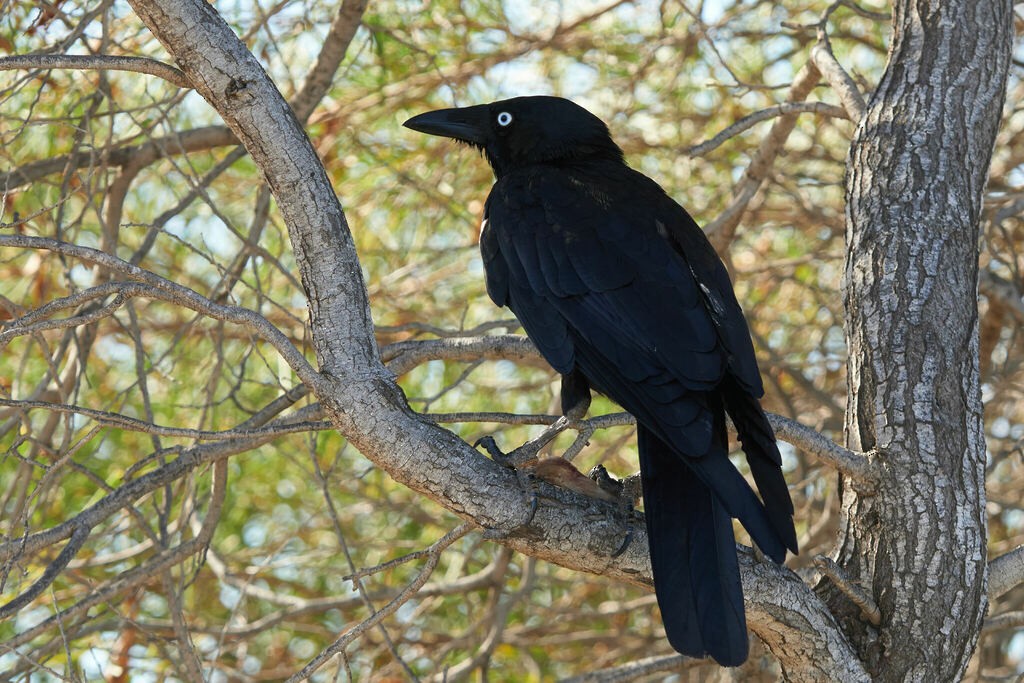 Torresian Crow - ML644395519