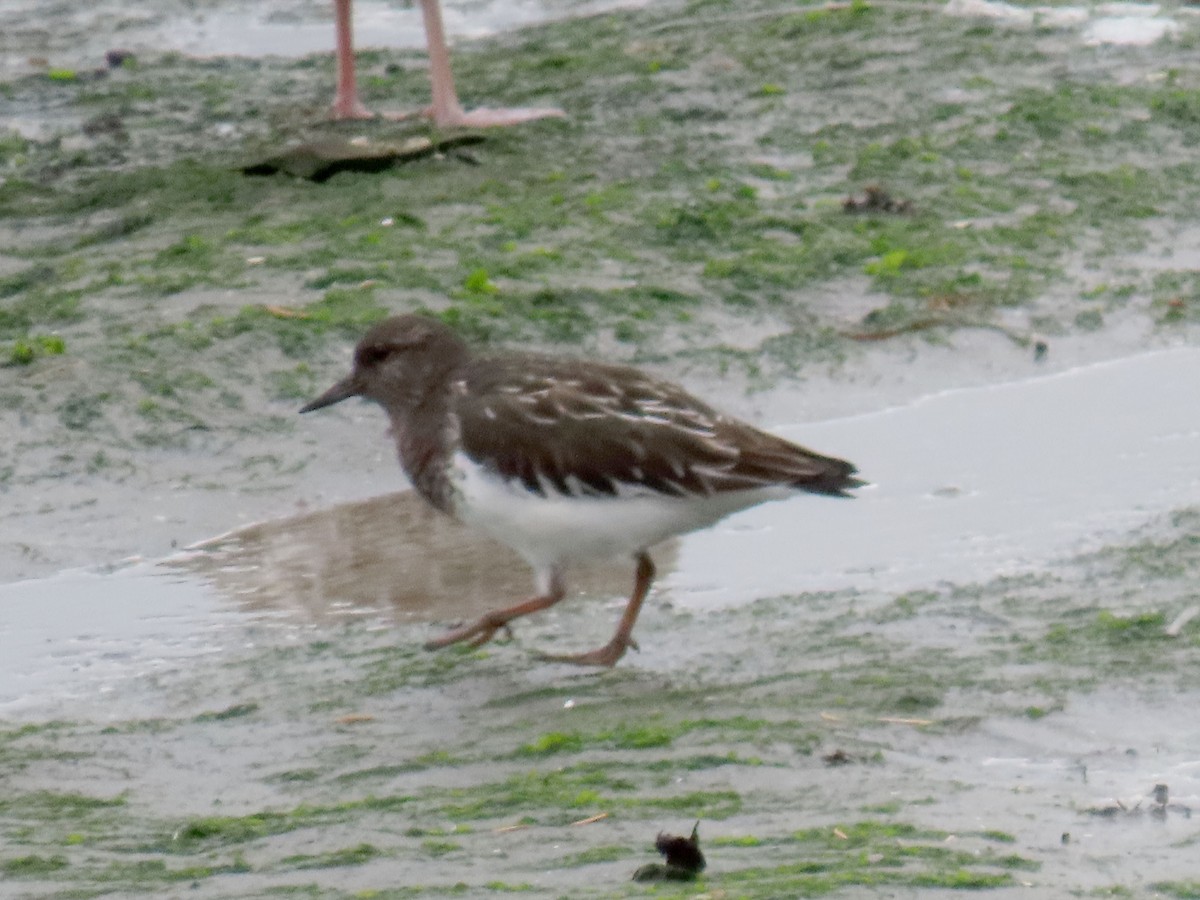 kamenáček černohlavý - ML644395544