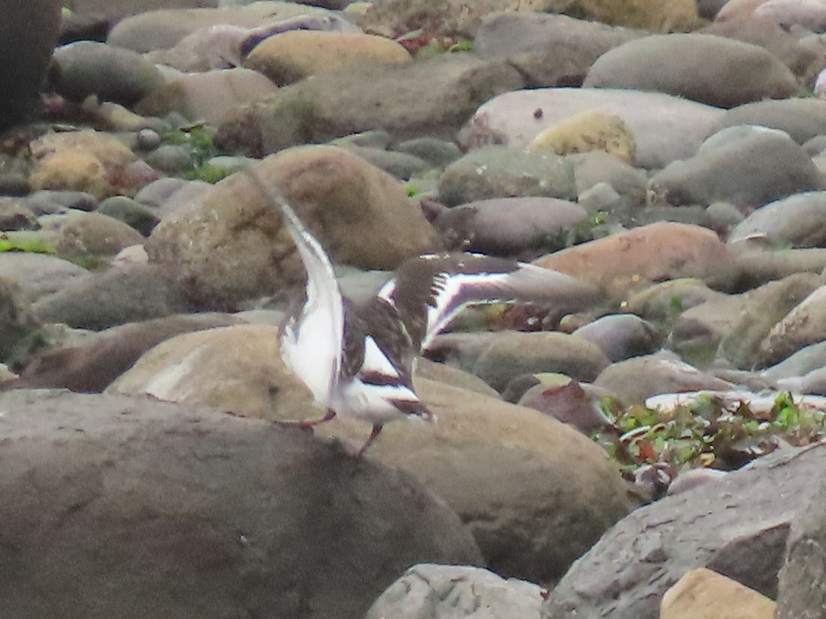 kamenáček černohlavý - ML644395545