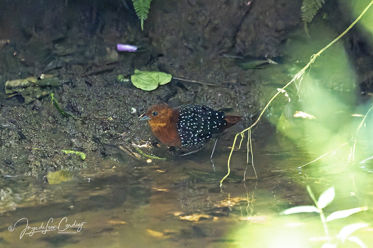 White-spotted Flufftail - ML644395549