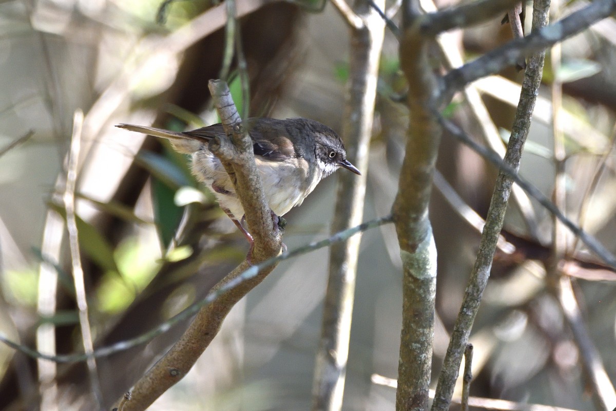White-browed Scrubwren (White-browed) - ML644395550