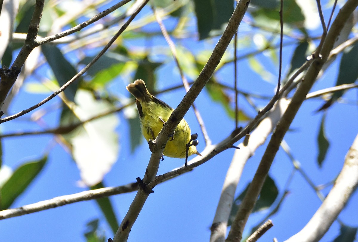 ヒメトゲハシムシクイ - ML644395554