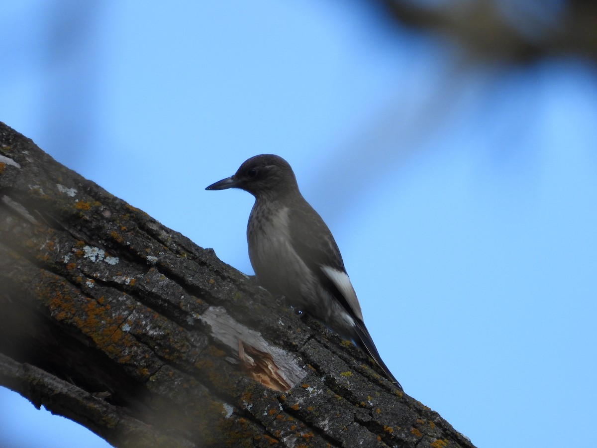 Red-headed Woodpecker - ML644395557