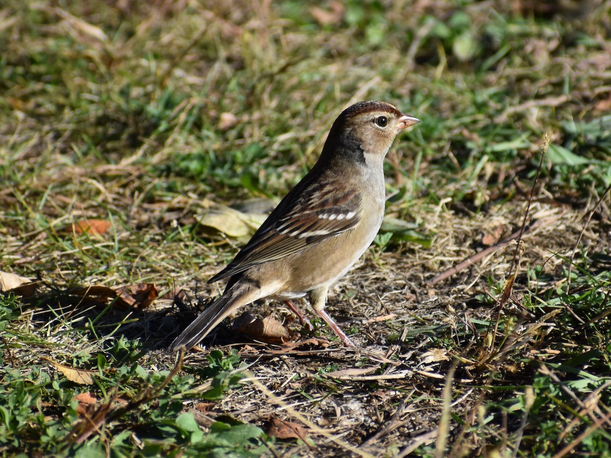 White-crowned Sparrow - ML644395566