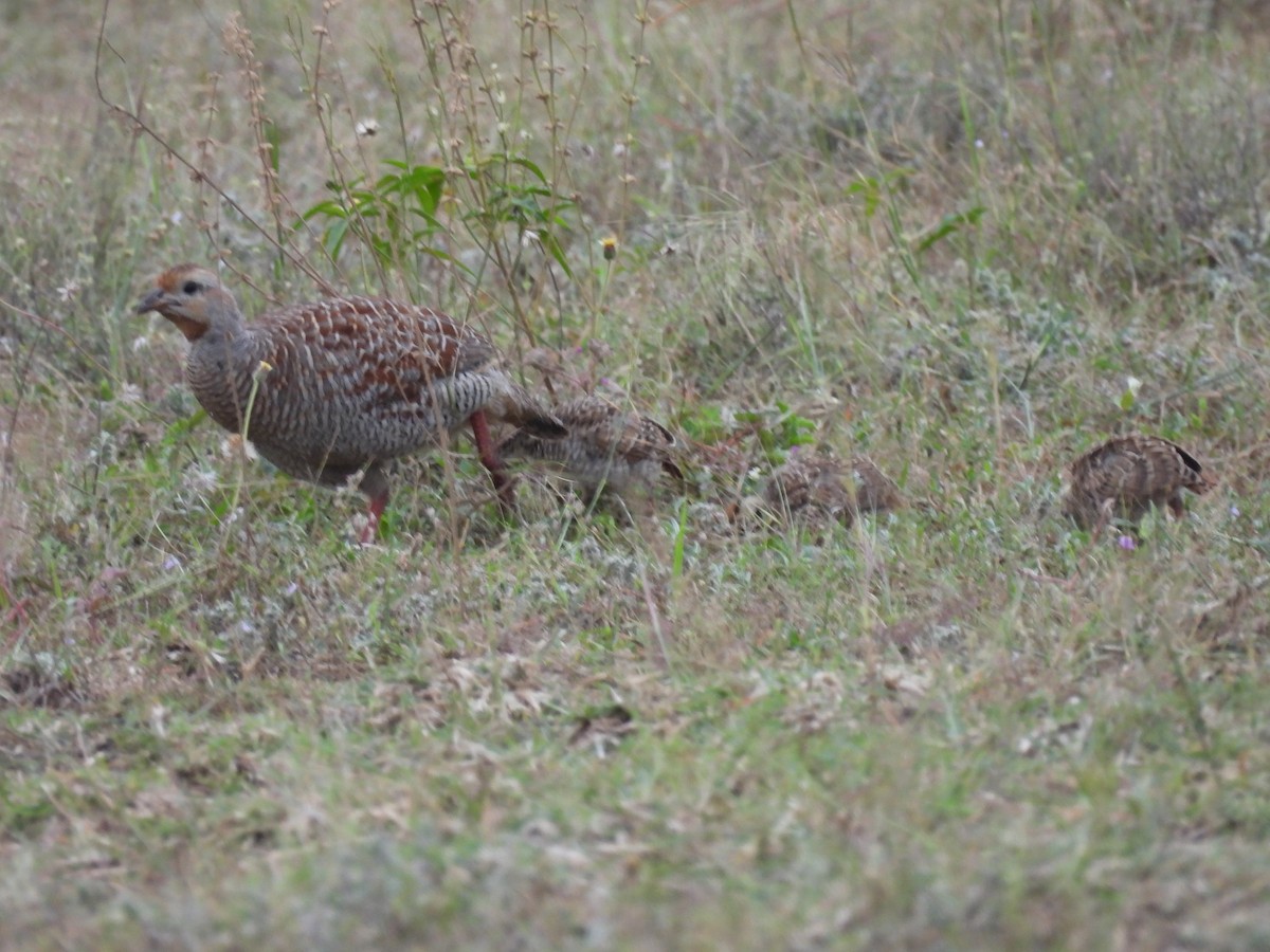 Турач сірий - ML644395608