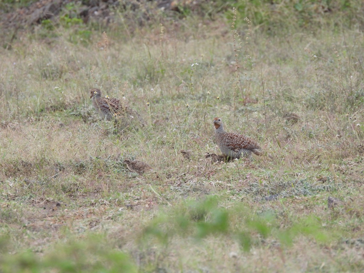 Турач сірий - ML644395609