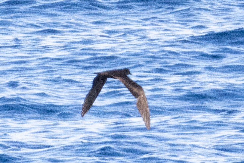 Bulwer's Petrel - ML644395631