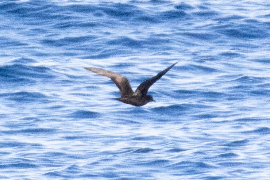 Bulwer's Petrel - ML644395633