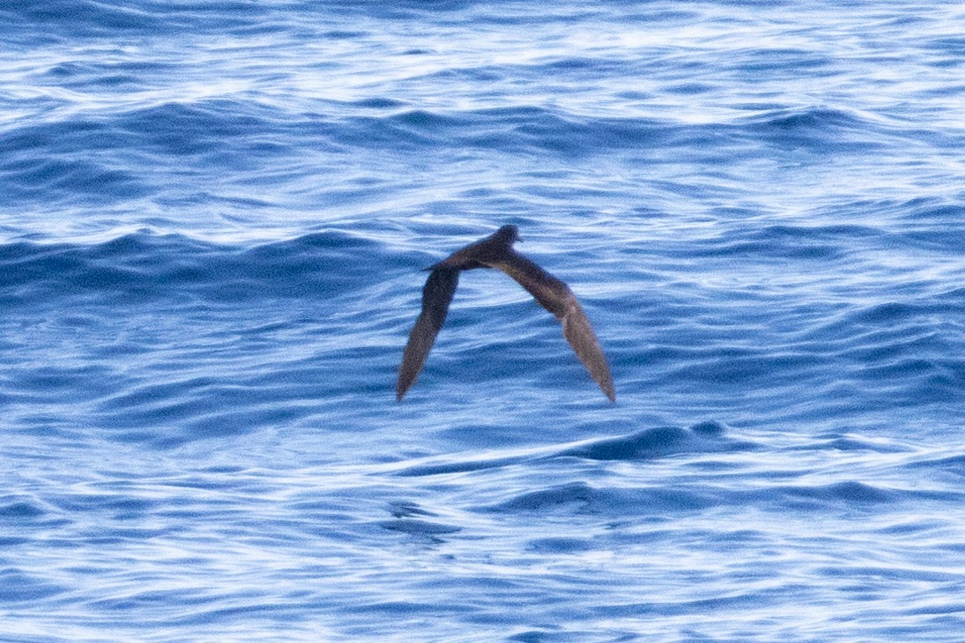 Bulwer's Petrel - ML644395634