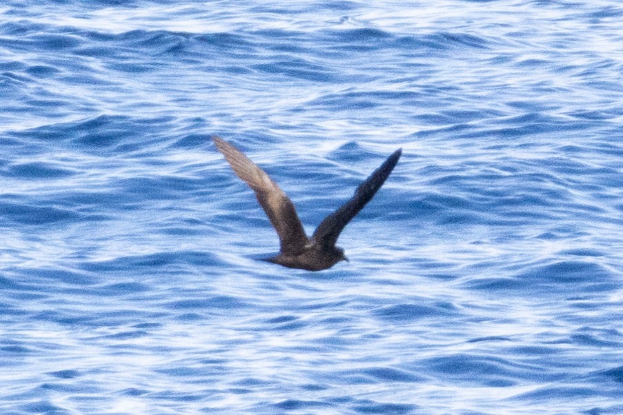 Bulwer's Petrel - ML644395635