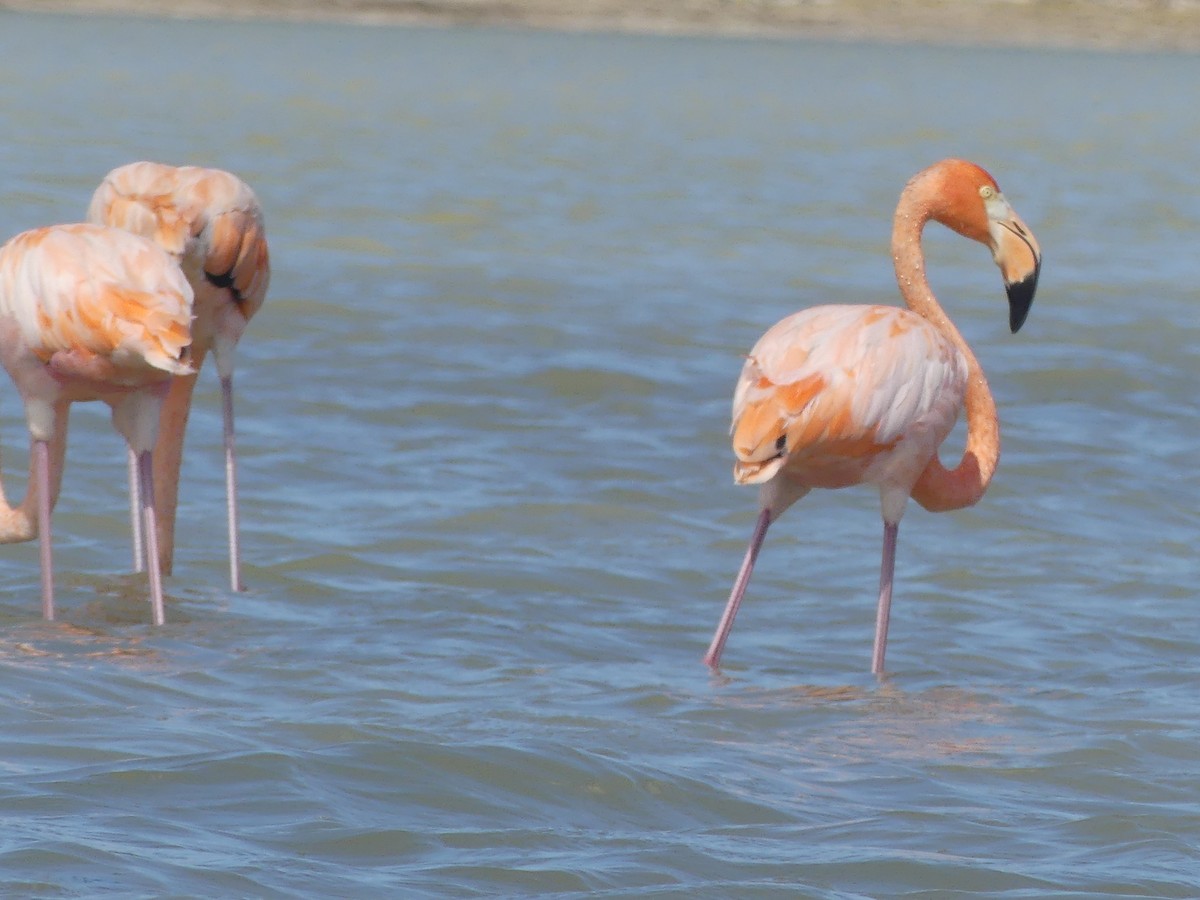 American Flamingo - ML644395640