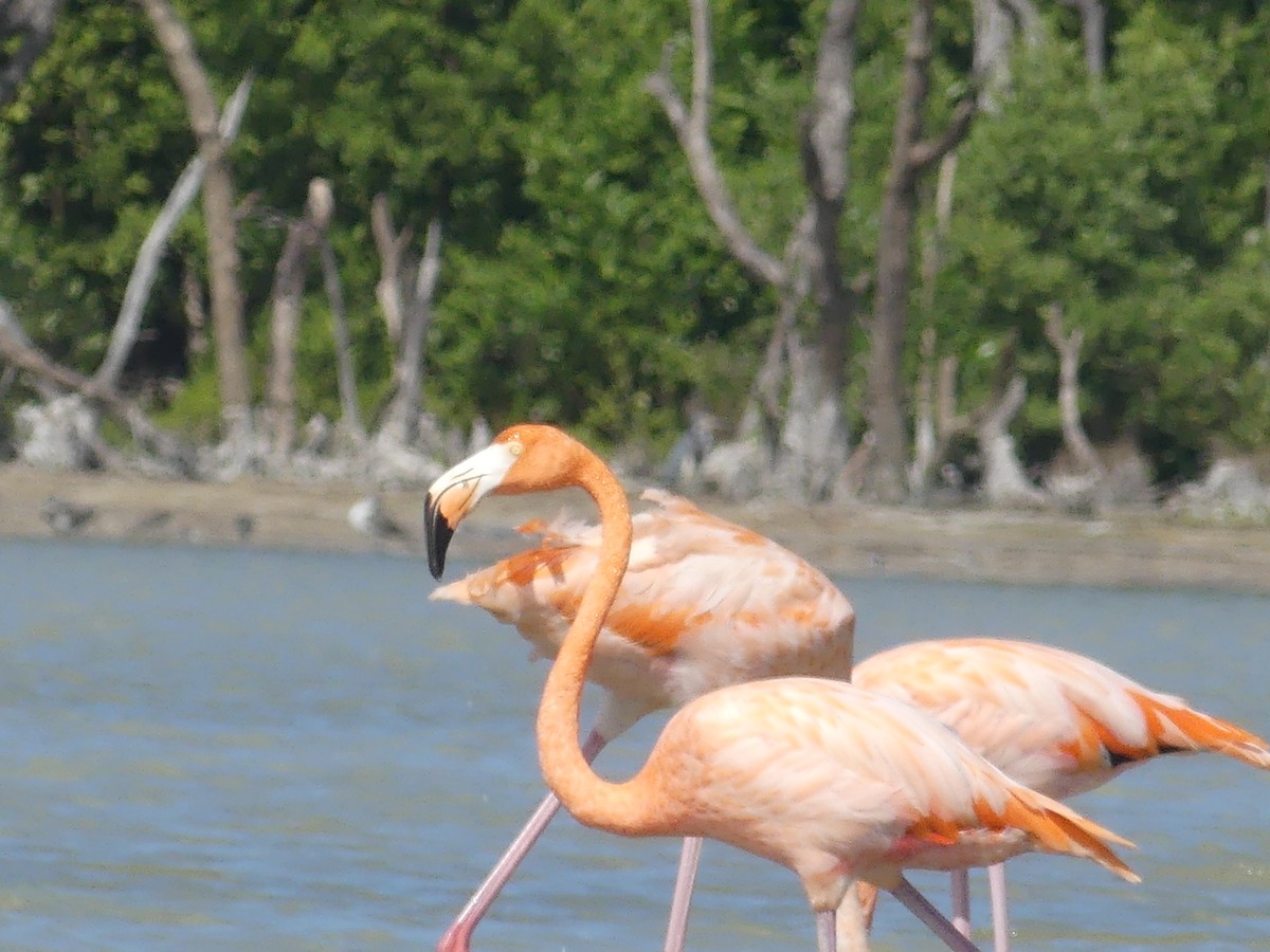 American Flamingo - ML644395642