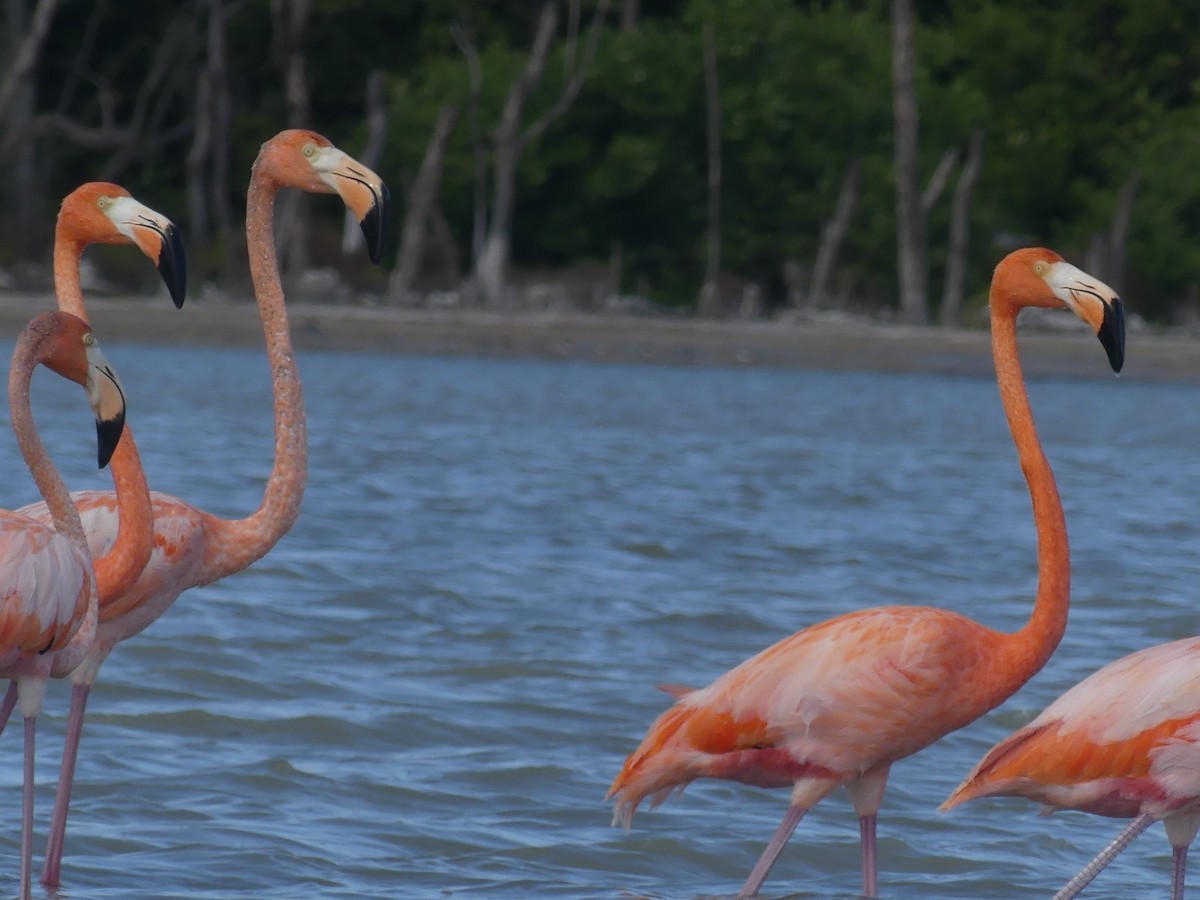 American Flamingo - ML644395643