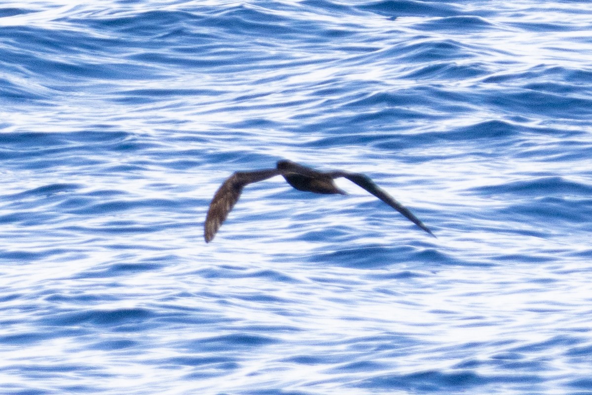 Bulwer's Petrel - ML644395650