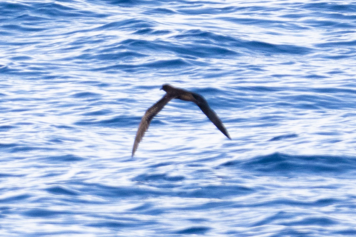Bulwer's Petrel - ML644395651
