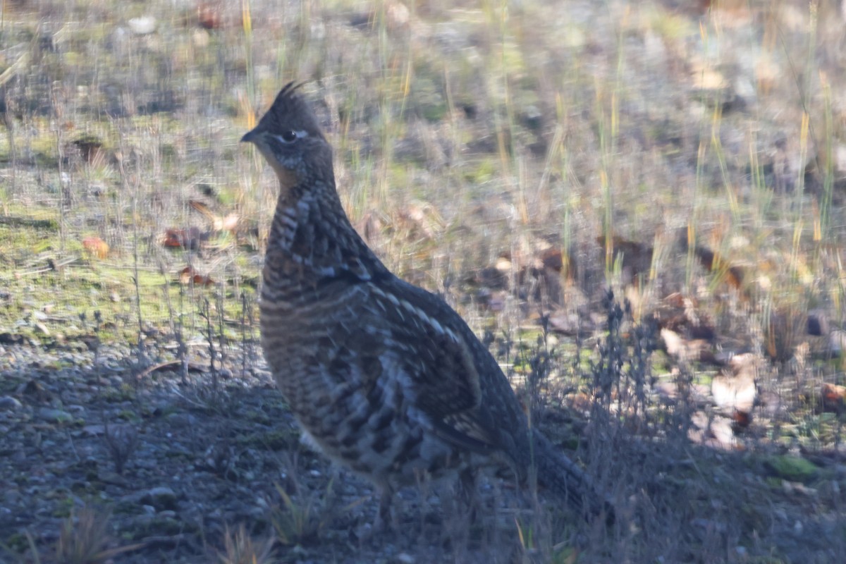 jeřábek kanadský - ML644395658