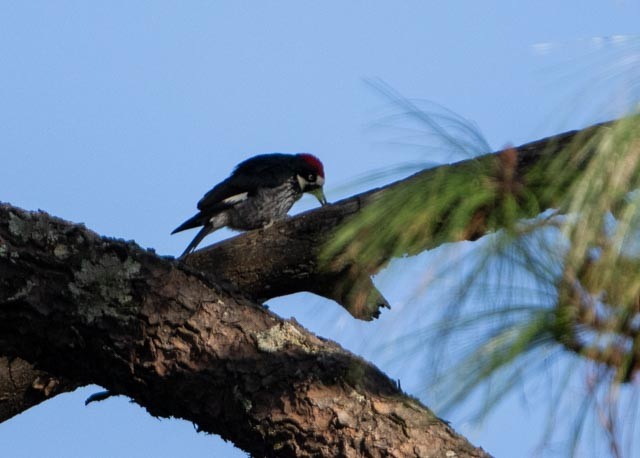 Carpintero Bellotero - ML644395667