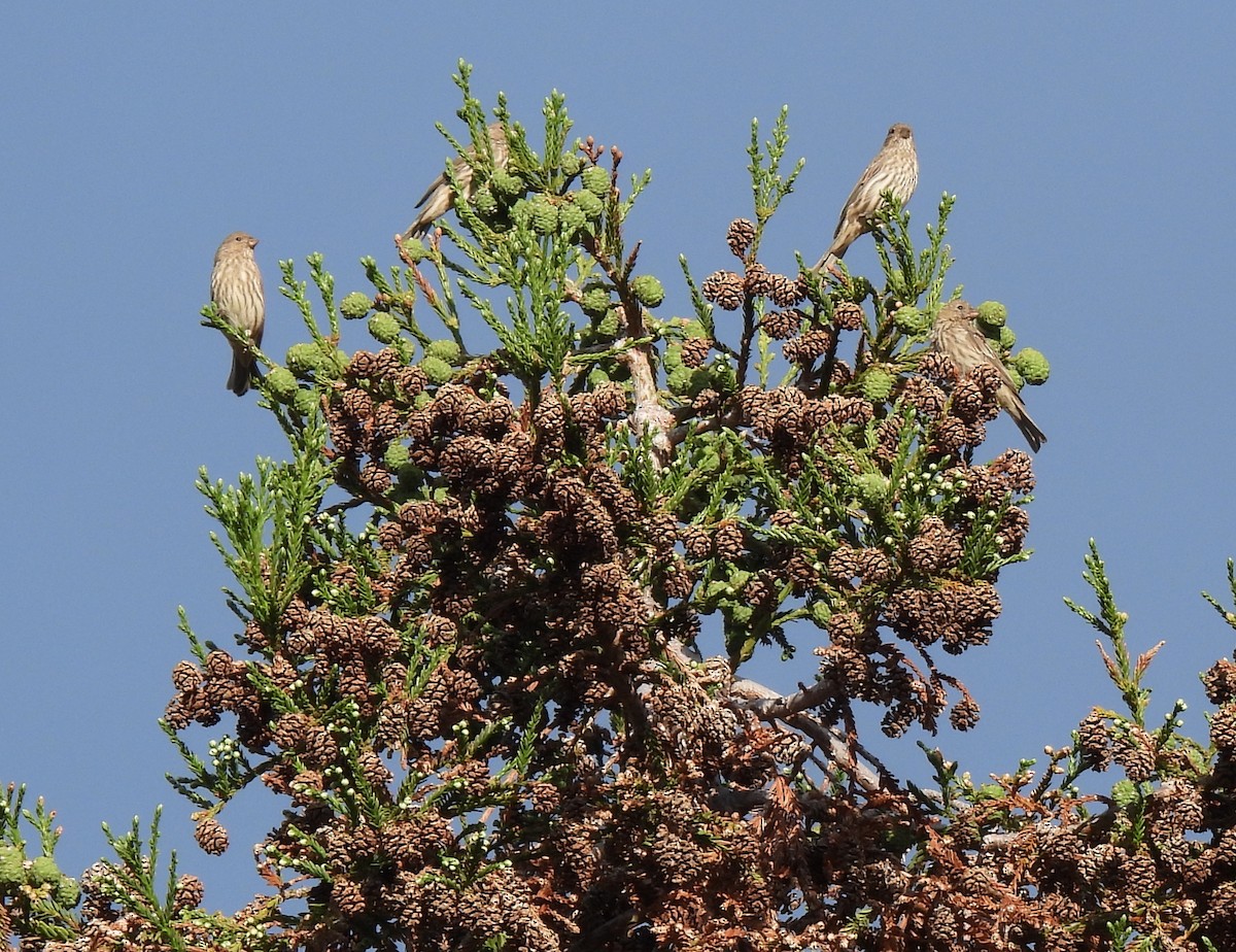 Чечевиця садова - ML644395670