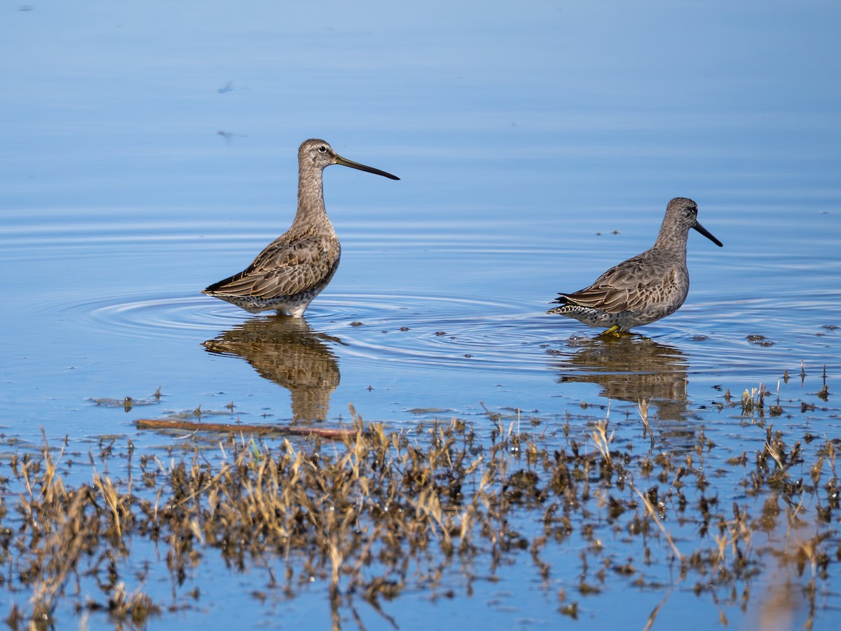 Tundraschlammläufer - ML644395677