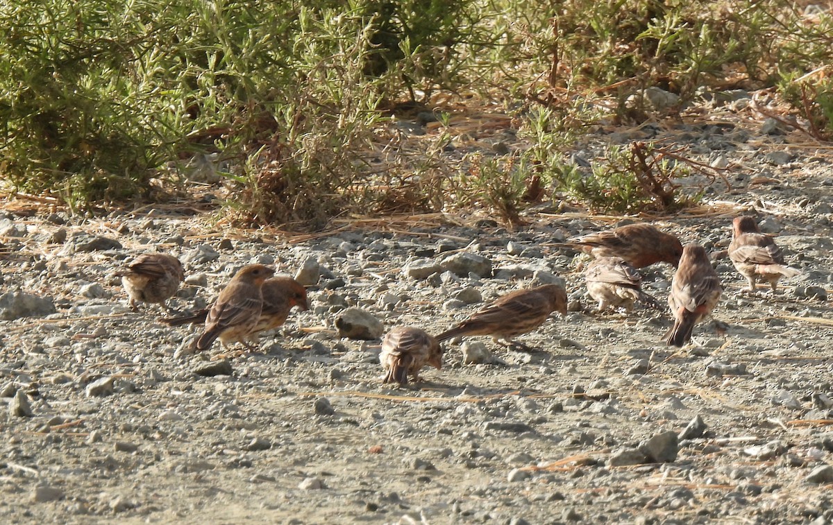 Чечевиця садова - ML644395680