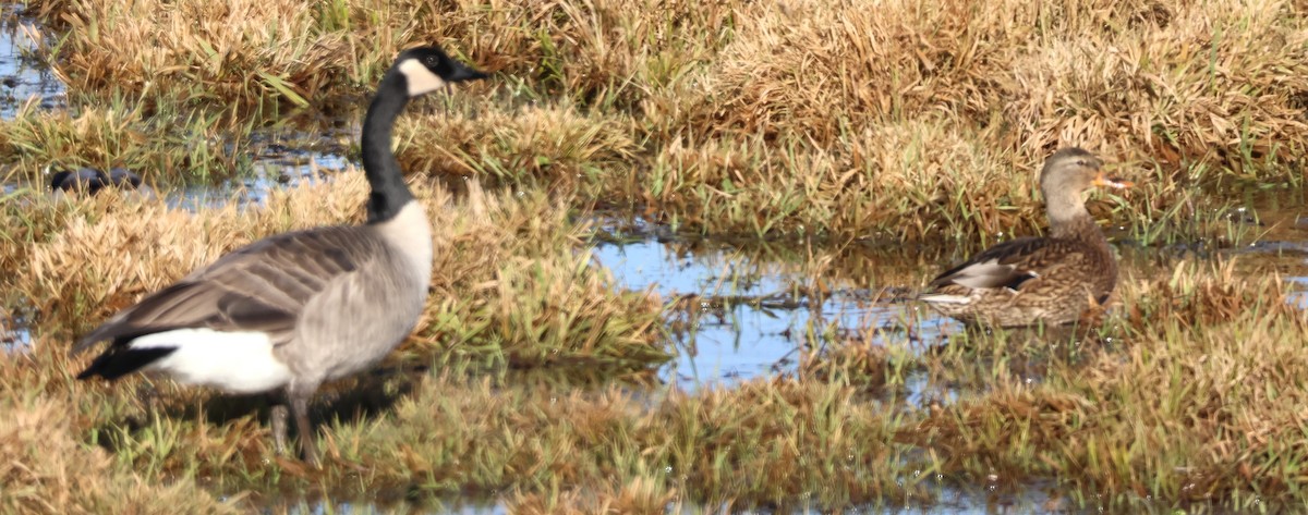 Казарка канадська - ML644395681