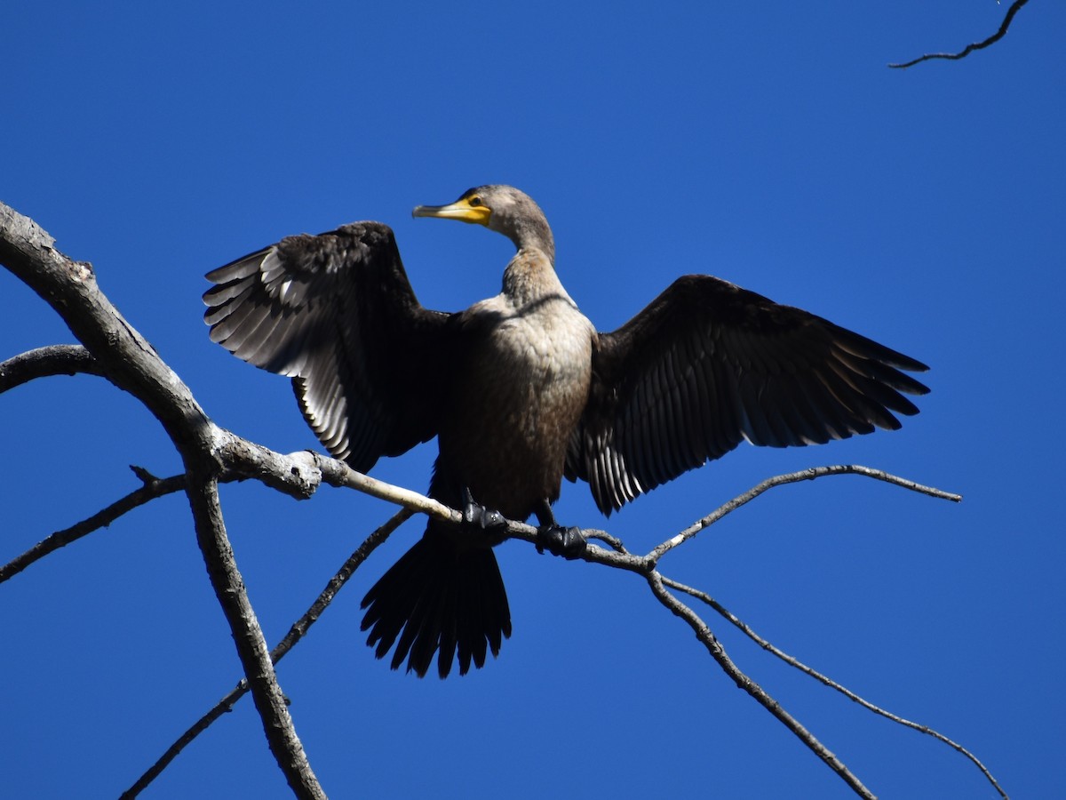 Double-crested Cormorant - ML644395682