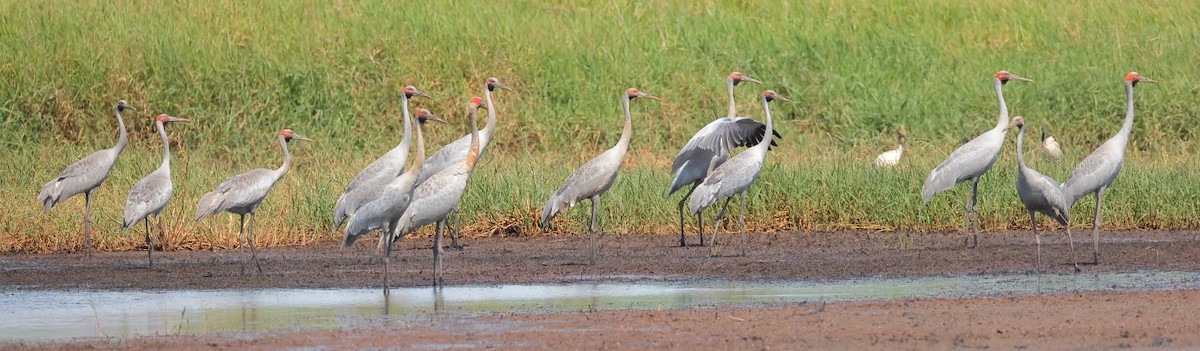 Brolga - ML644395683