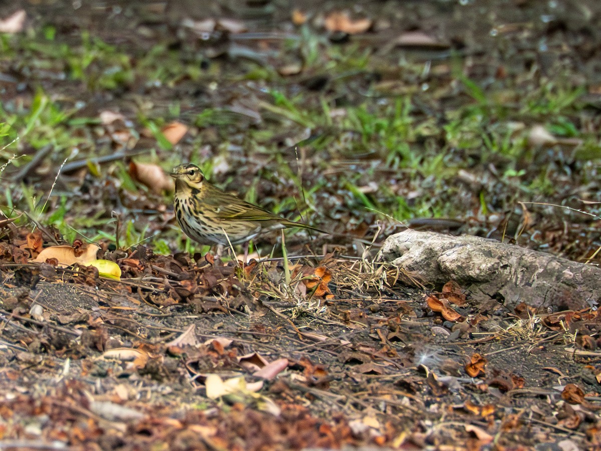 Olive-backed Pipit - ML644395689
