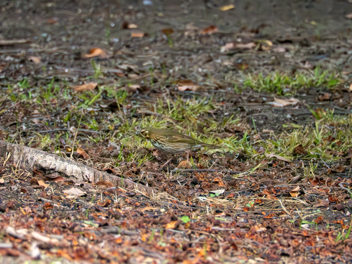 Olive-backed Pipit - ML644395690