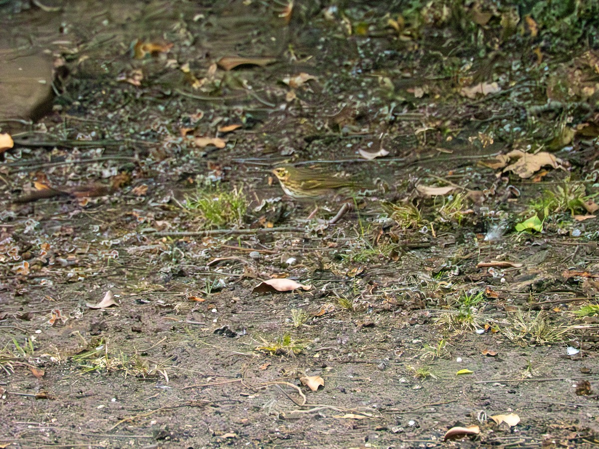 Olive-backed Pipit - ML644395691
