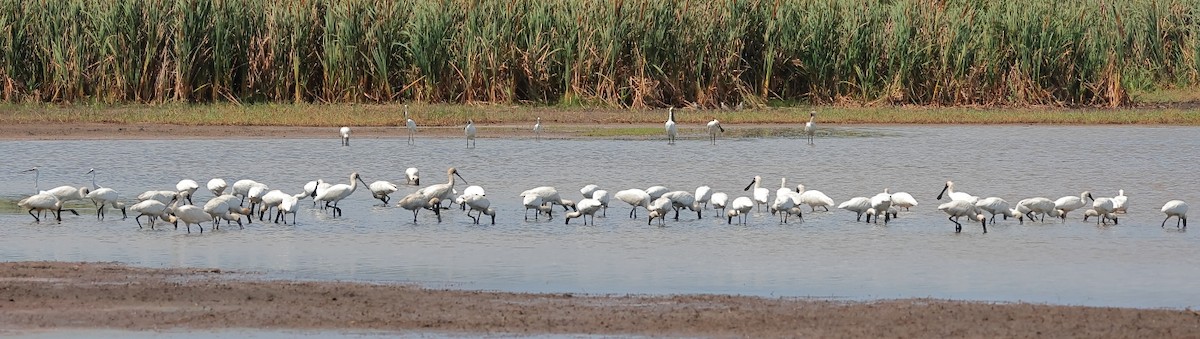 Royal Spoonbill - ML644395695