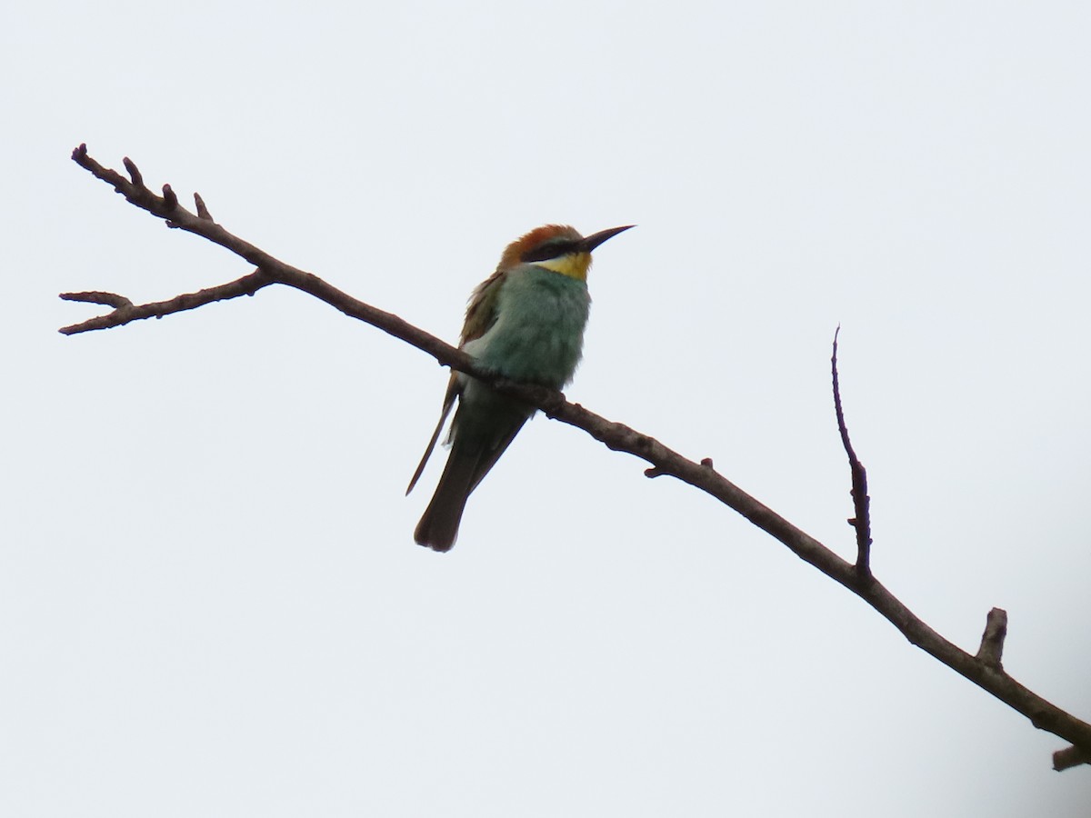 Золотистая щурка - ML644395702