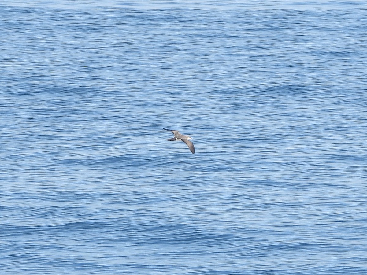 Малый буревестник - ML644395706