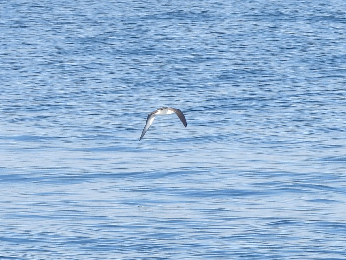 Малый буревестник - ML644395707